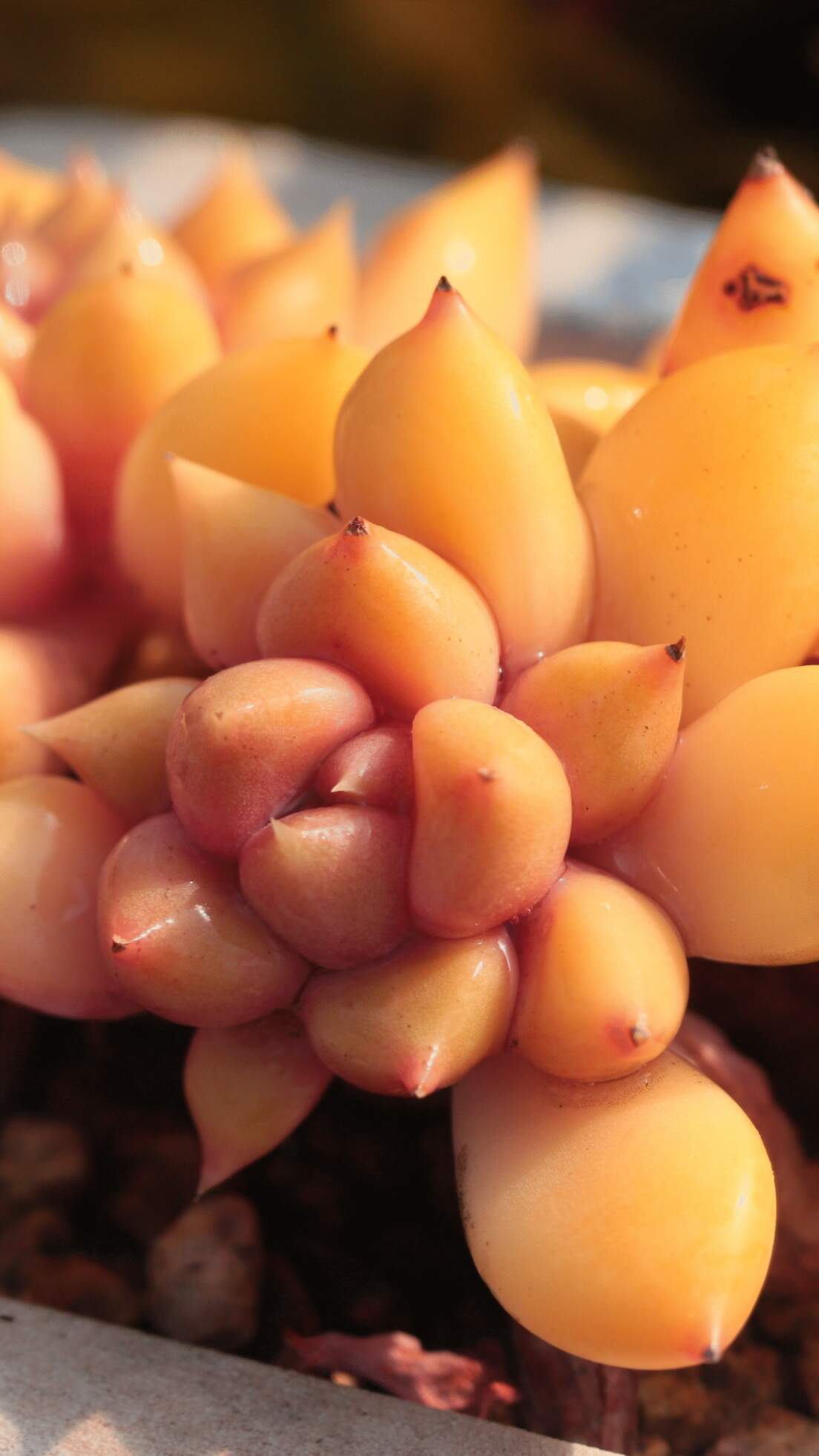 黄金象牙：多肉植物里的“暖阳精灵”