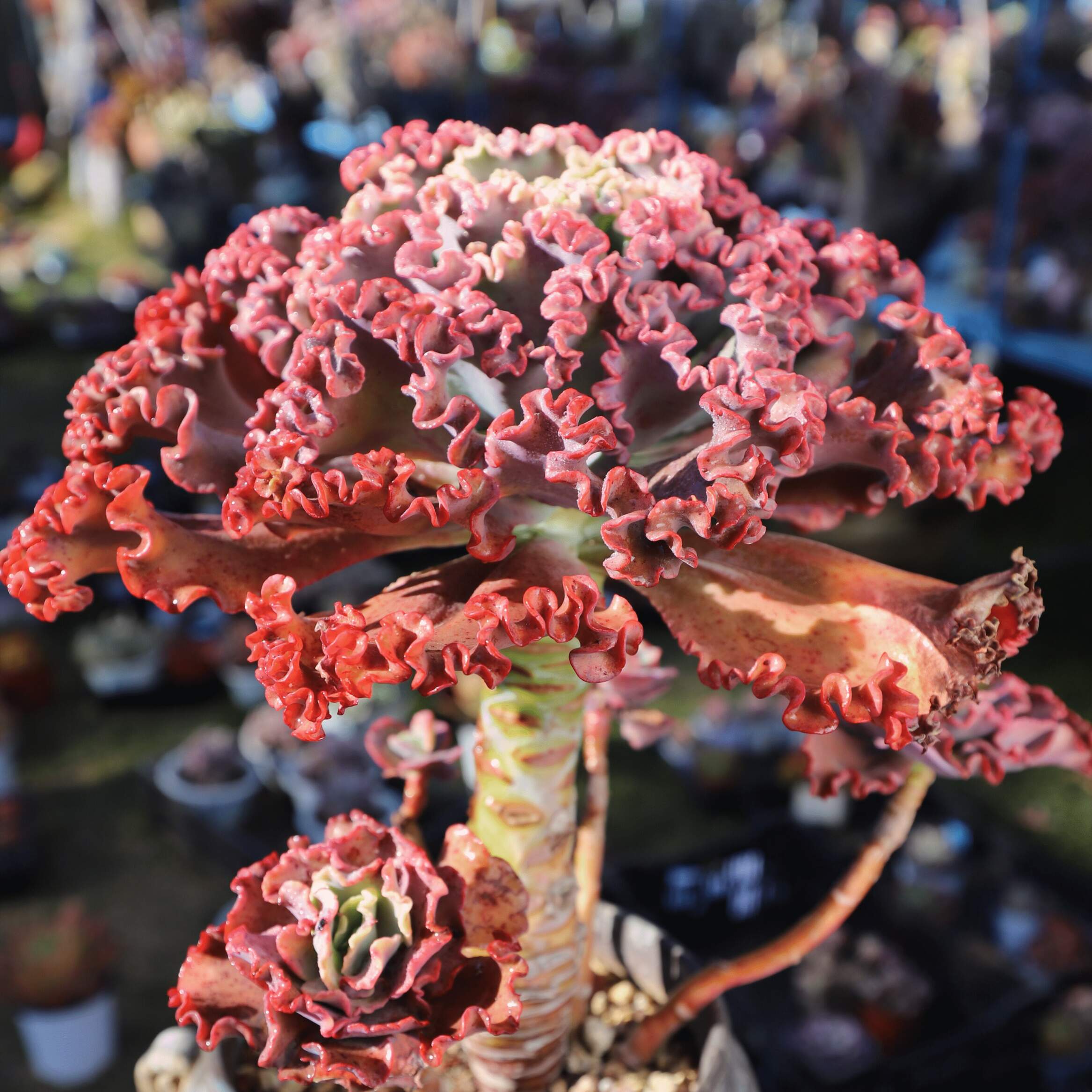 女王花笠，绝美的大包菜多肉植物