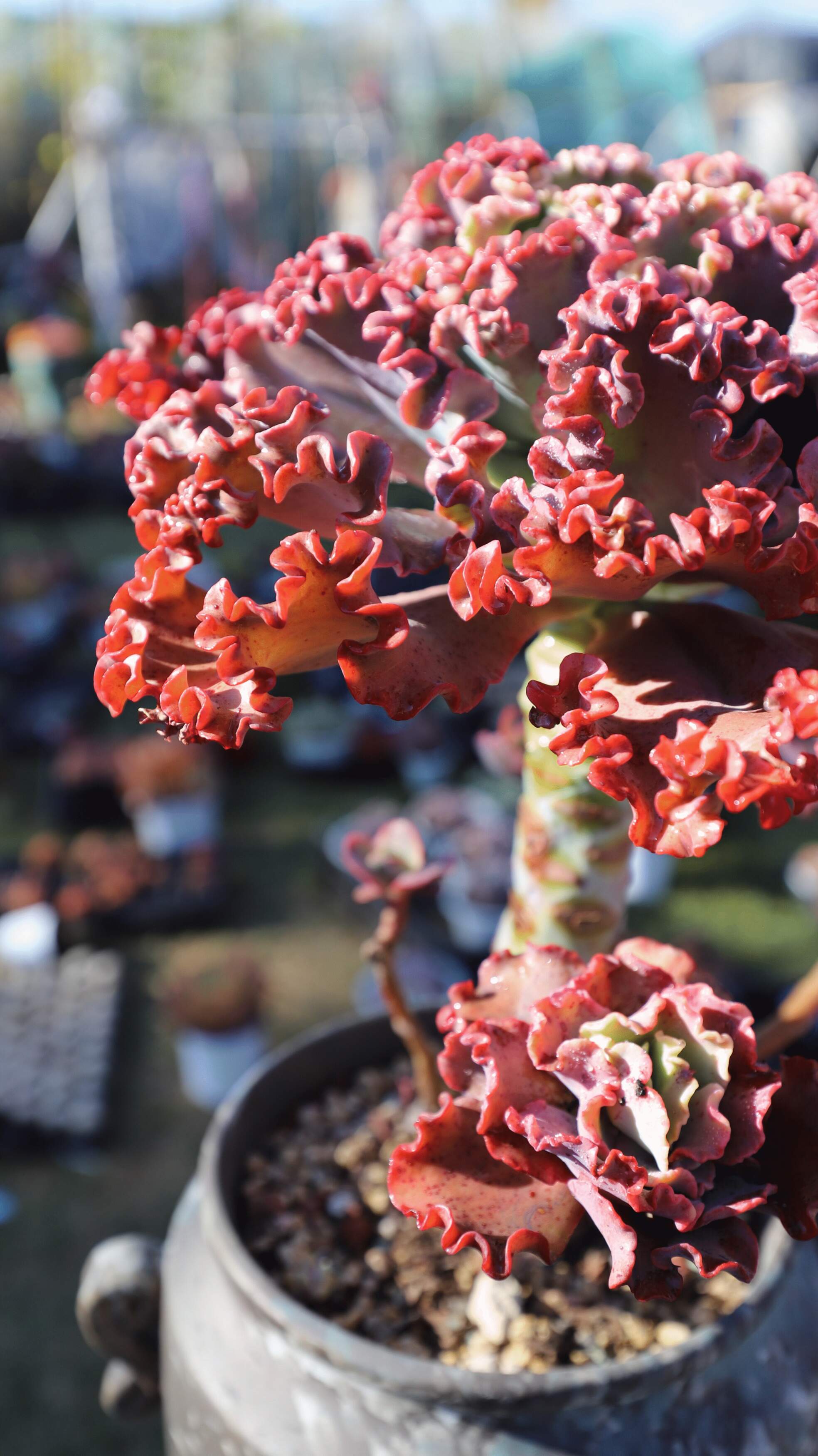 清晨的阳光下，大红色的包菜女王花笠