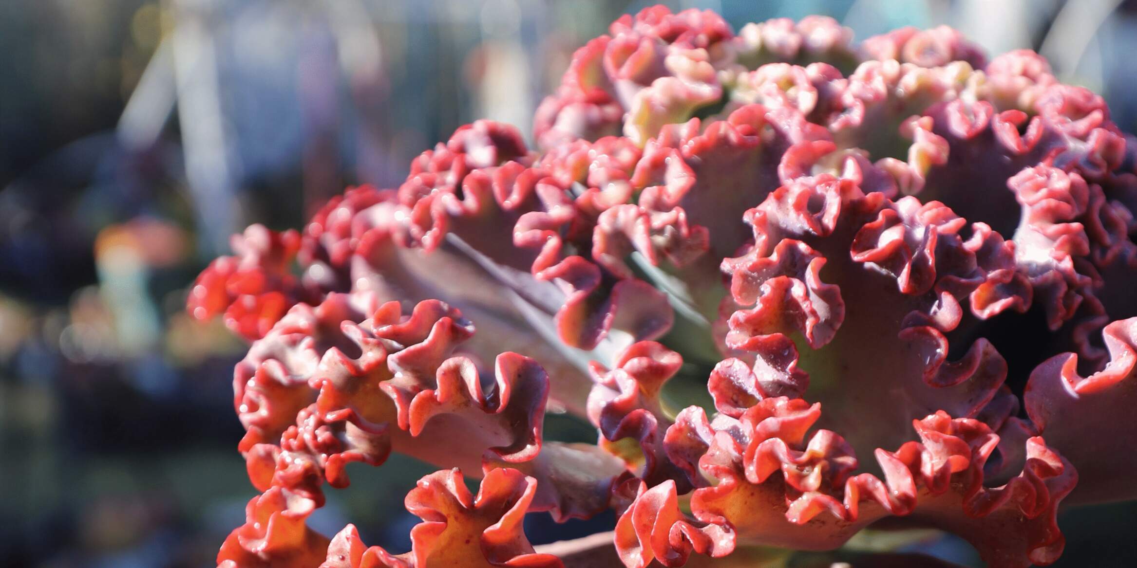 大老桩包菜女王花笠，可以种在院子里