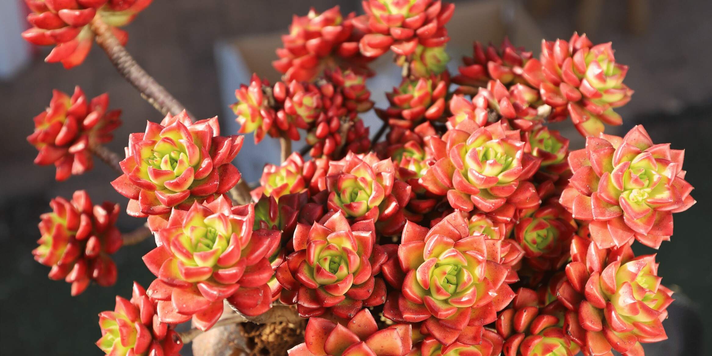 火焰蒂亚，为你的生活增添一些乐趣