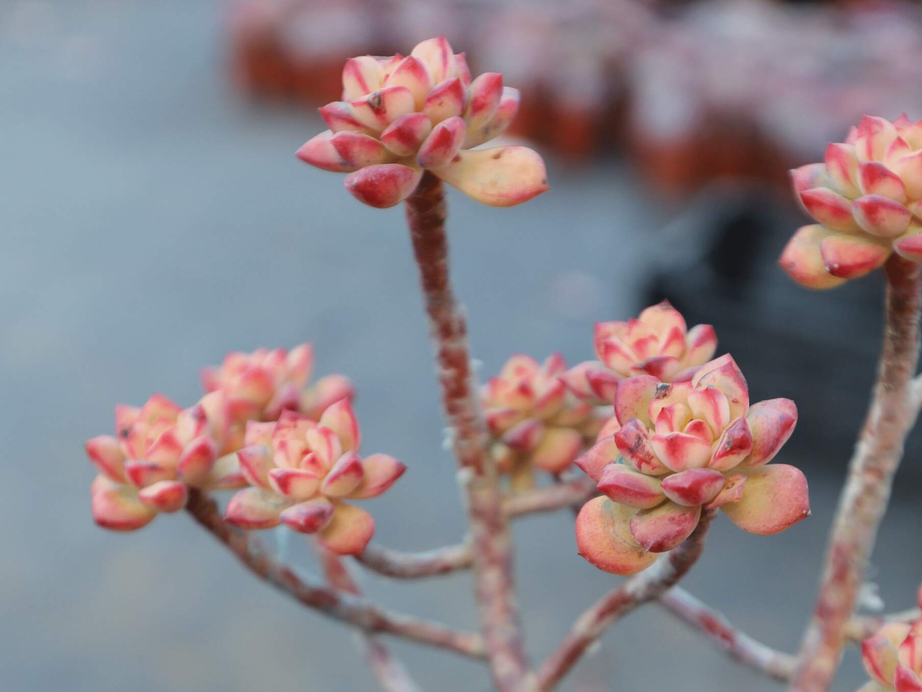 酥皮鸭多肉 探戈多肉 可爱小老桩