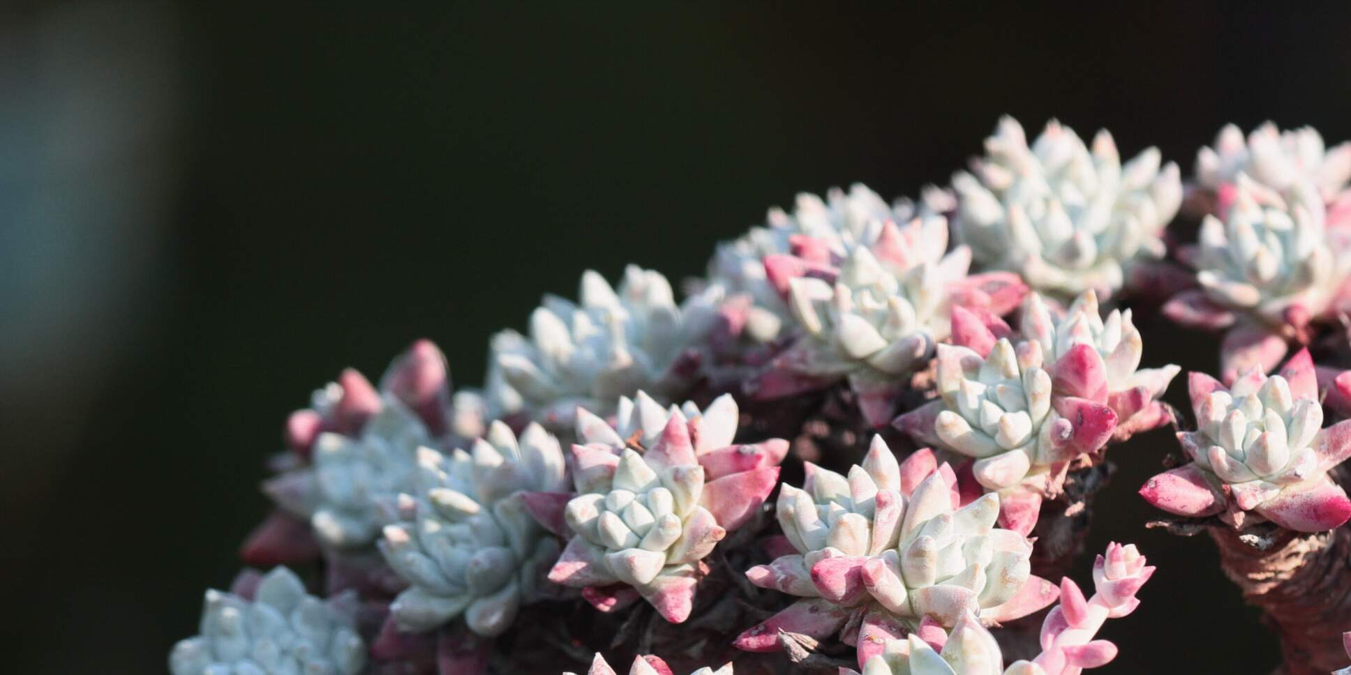 白菊适合放在室内还是室外养护