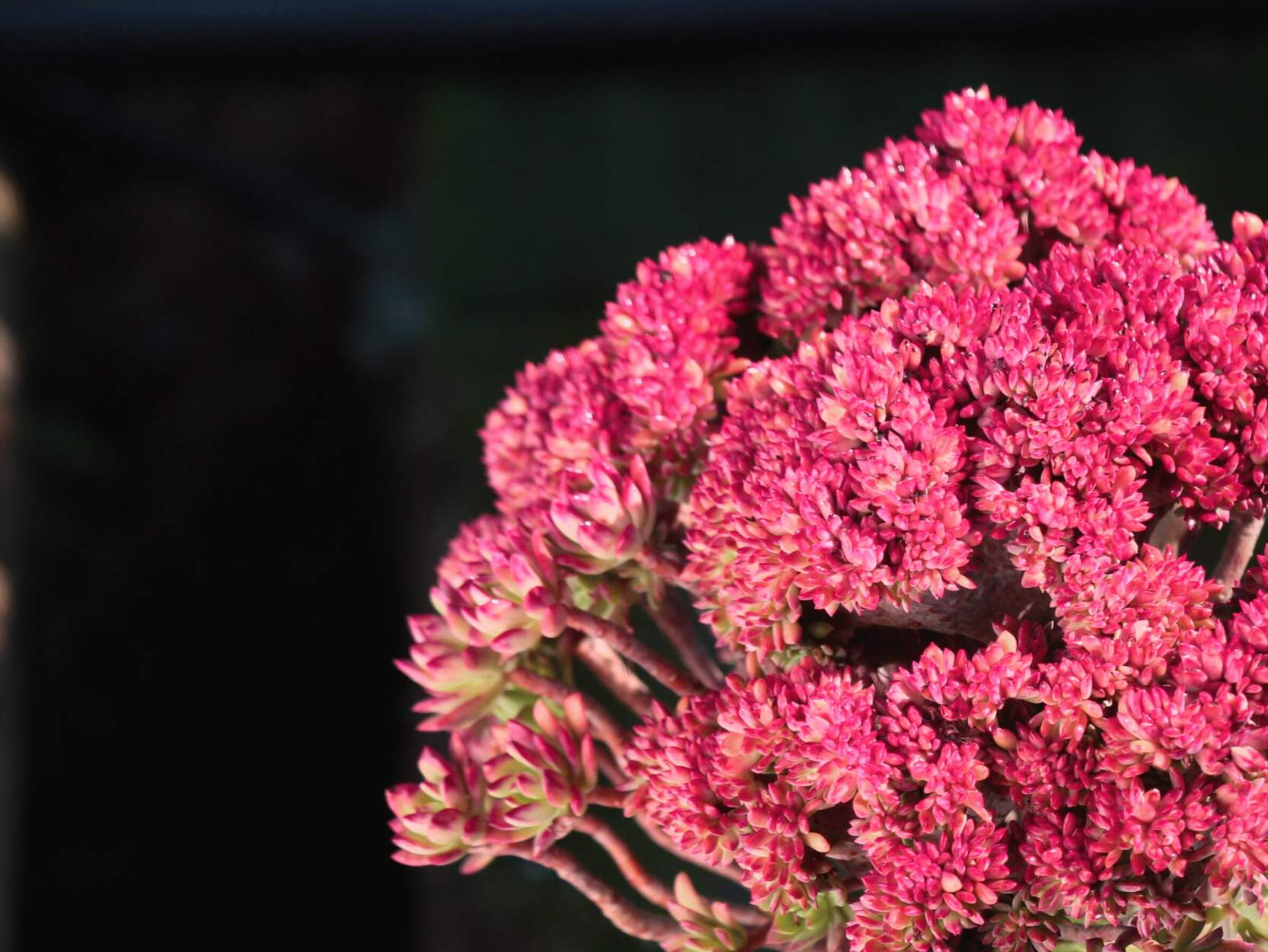 红稚莲多肉在冬季如何养护