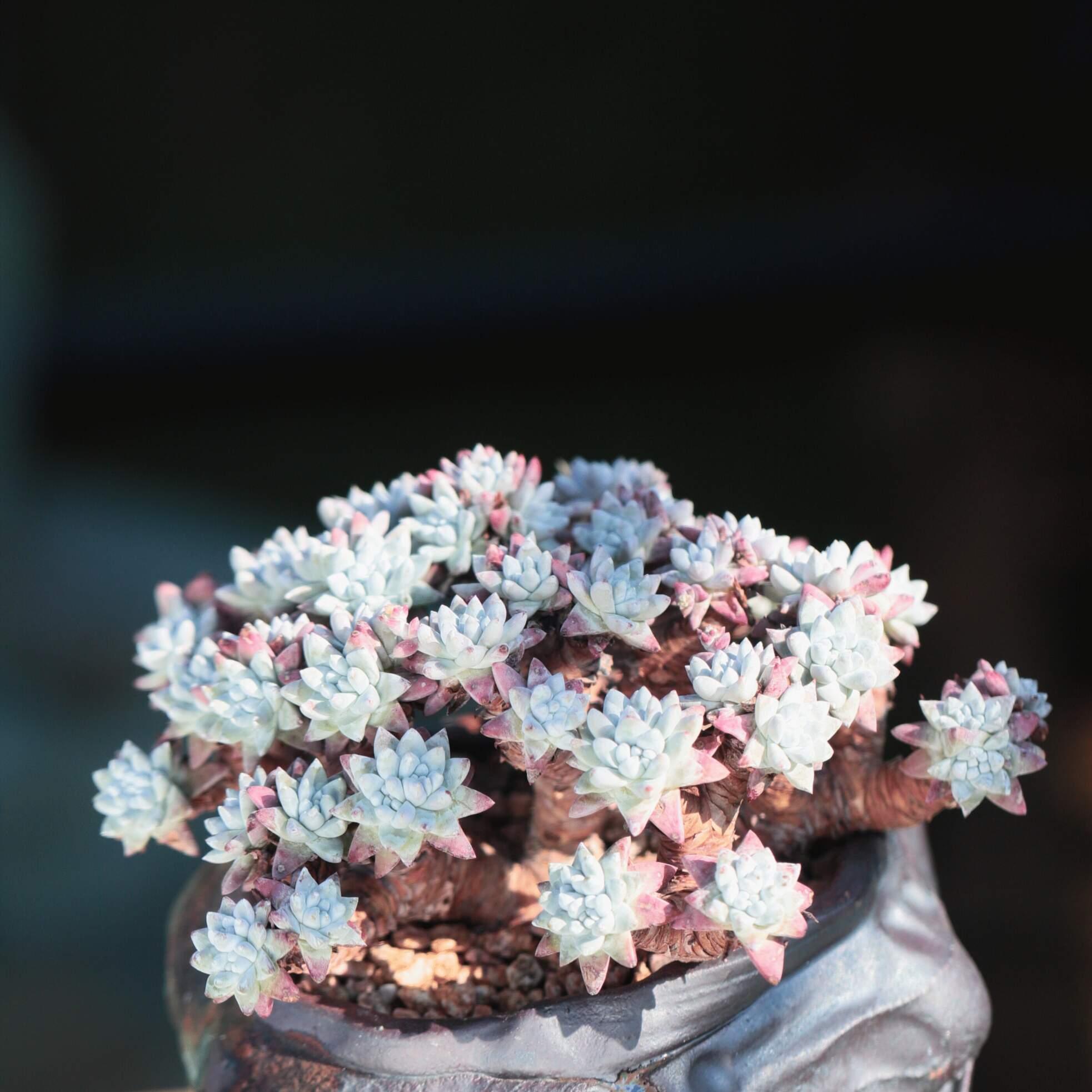 适合白菊多肉的颗粒土配方